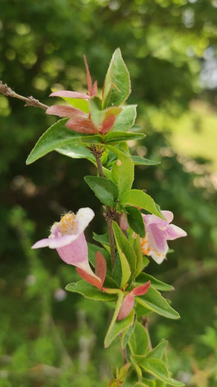 Abelia engleriana flower