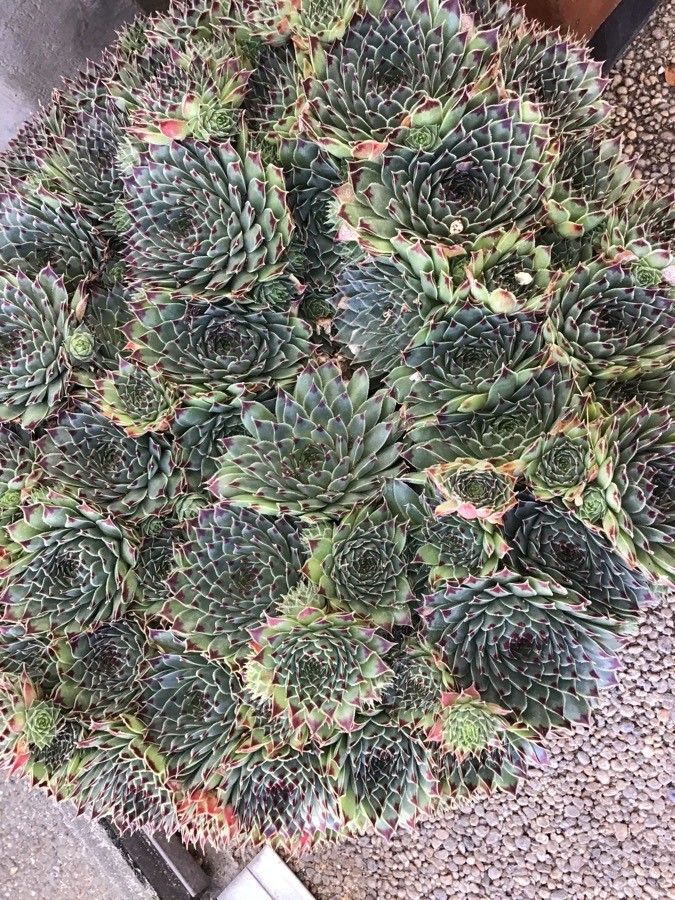 Sempervivum calcareum