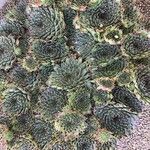 Sempervivum calcareum