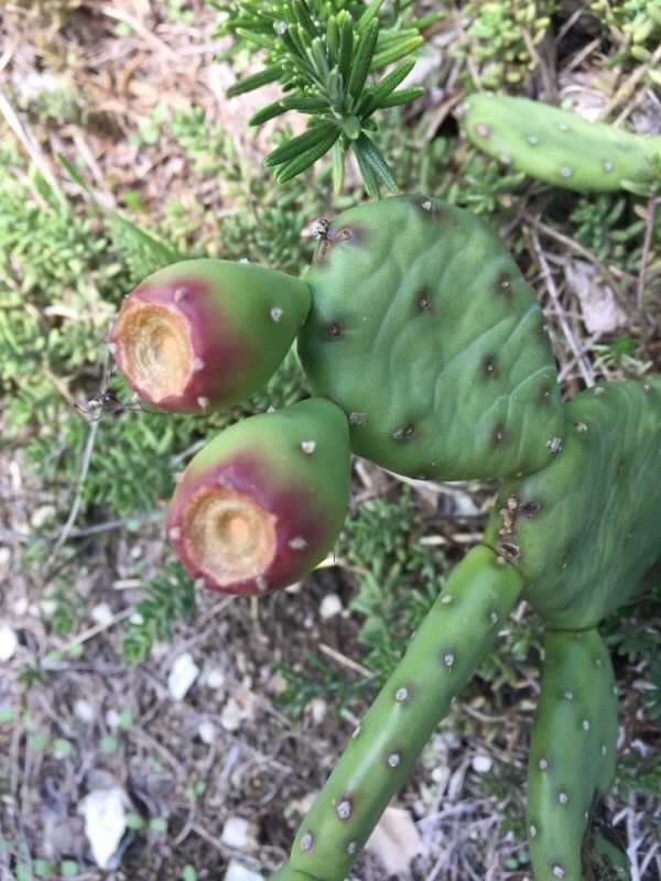 Opuntia dillenii fruit