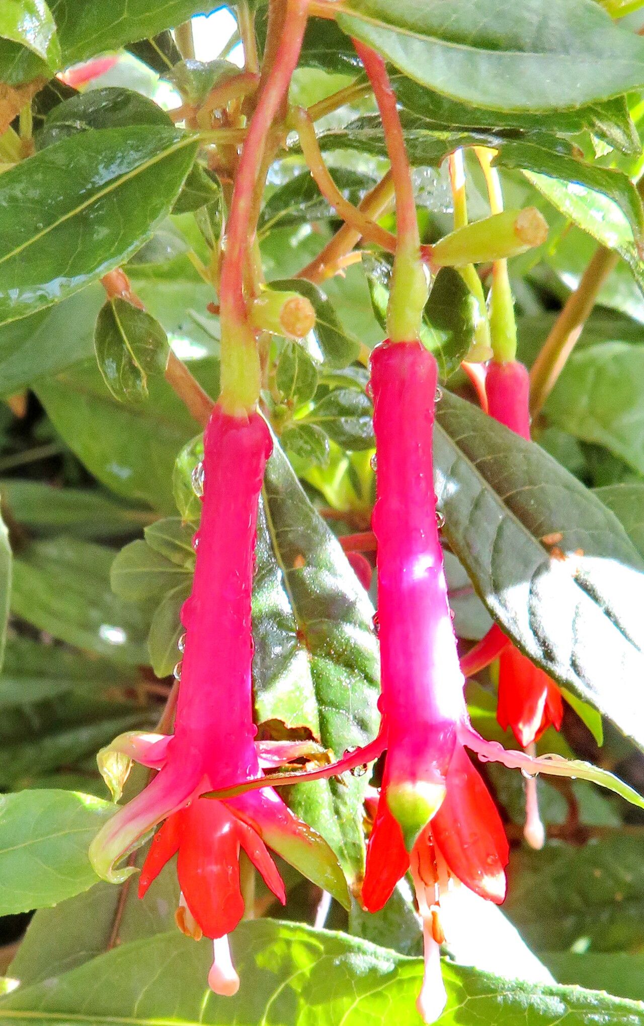 Fuchsia denticulata flower