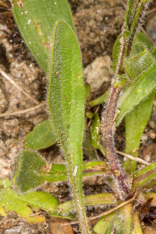 Erigeron alpinus leaf