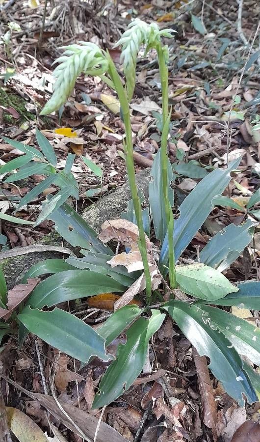 Cyclopogon congestus habit