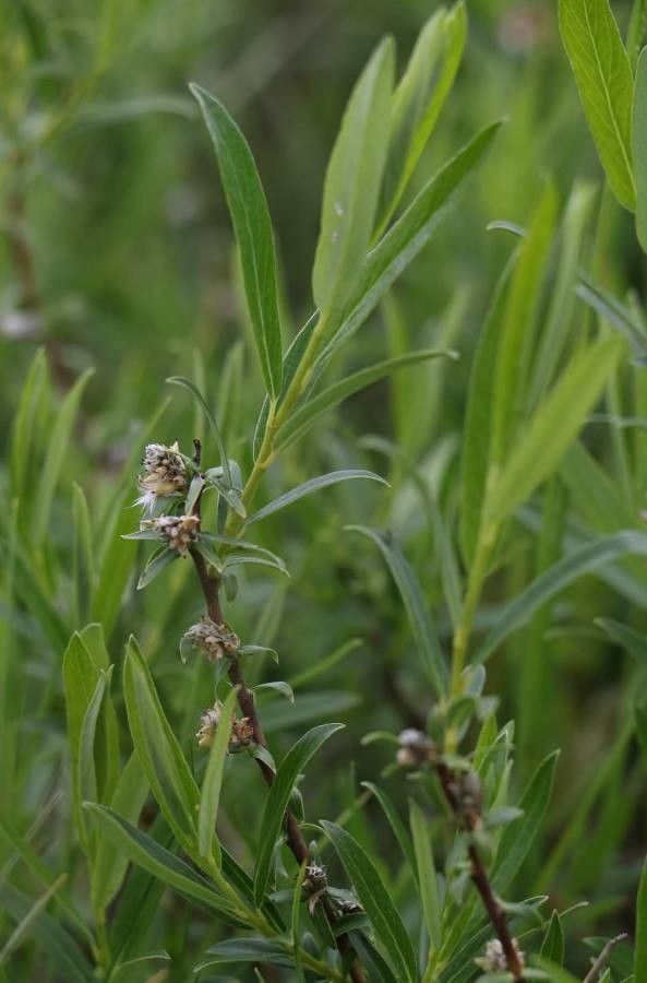 Salix rosmarinifolia flower