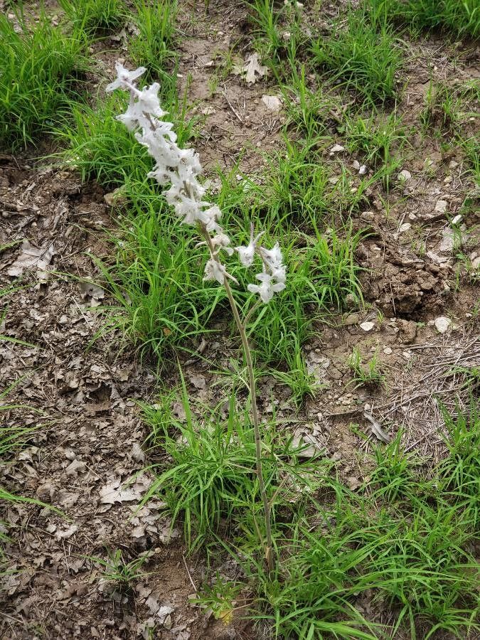 Delphinium carolinianum habit
