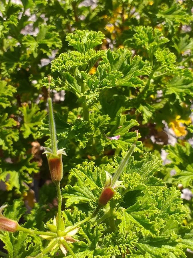 Pelargonium crispum fruit
