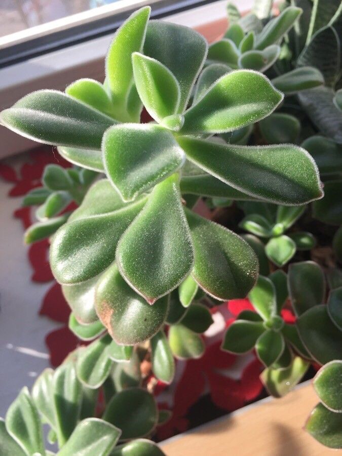 Echeveria coccinea leaf