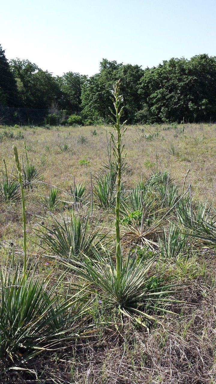 Yucca necopina habit