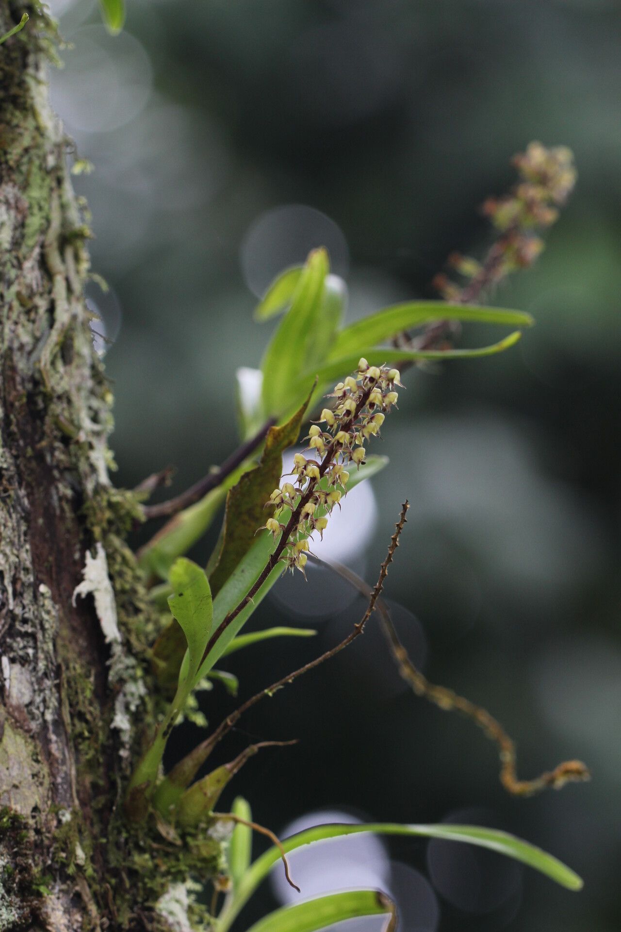 Polystachya ridleyi habit