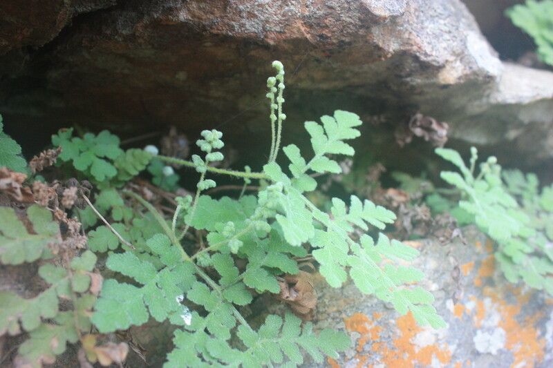 Anemia sessilis — houseplant care guide