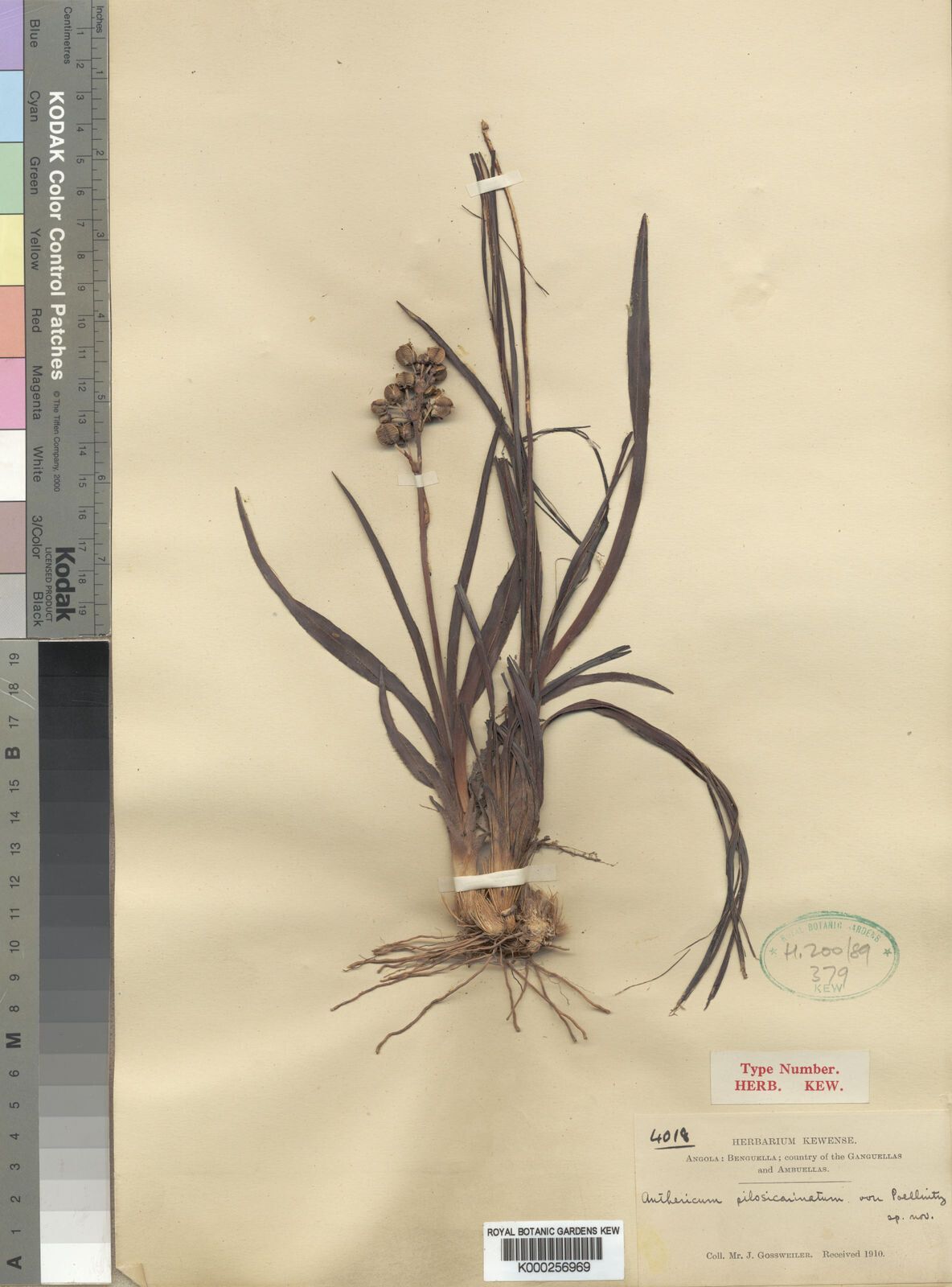 Chlorophytum pilosicarinatum — search result for 'Chlorophytum'