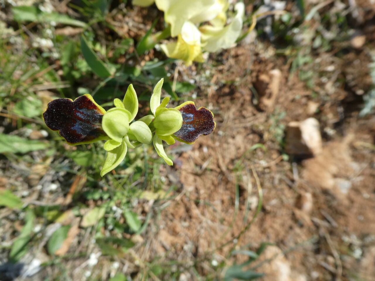Ophrys bilunulata bark