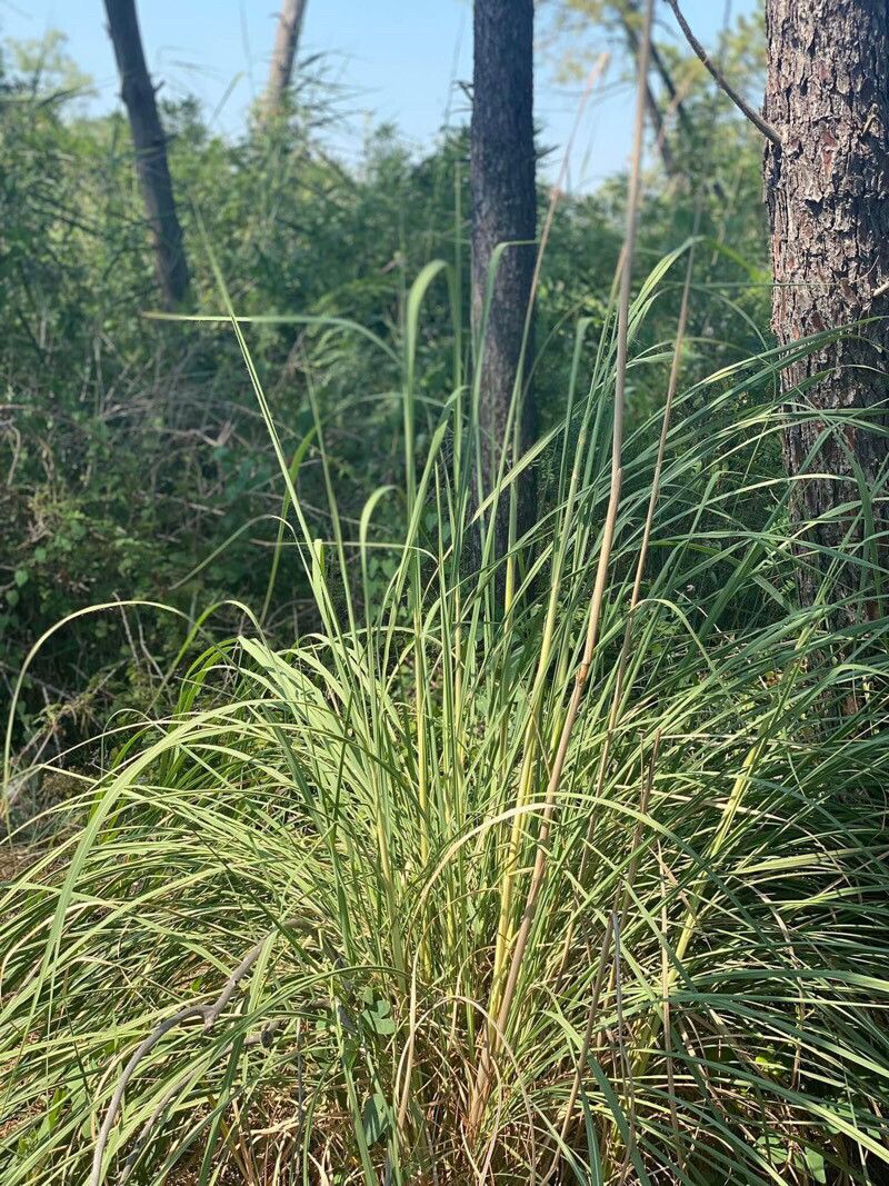 Saccharum ravennae leaf