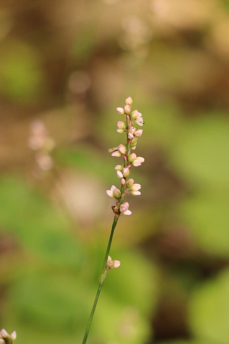 Persicaria posumbu — search result for 'Bangladesh'