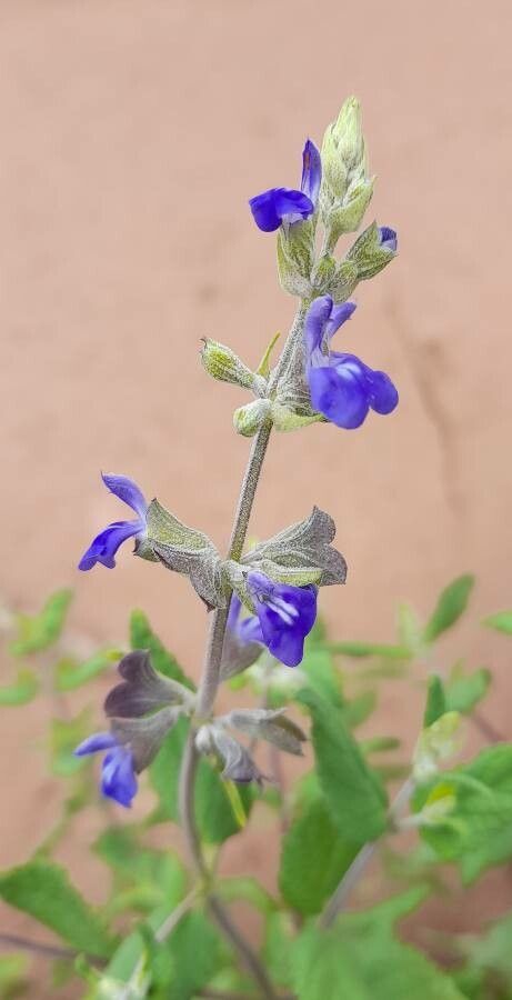 Salvia cuspidata flower