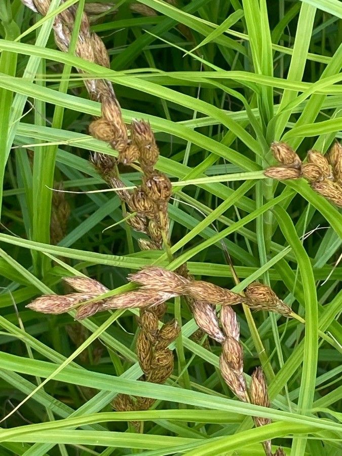 Carex leporina flower