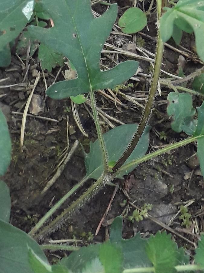 Prunella hastifolia bark
