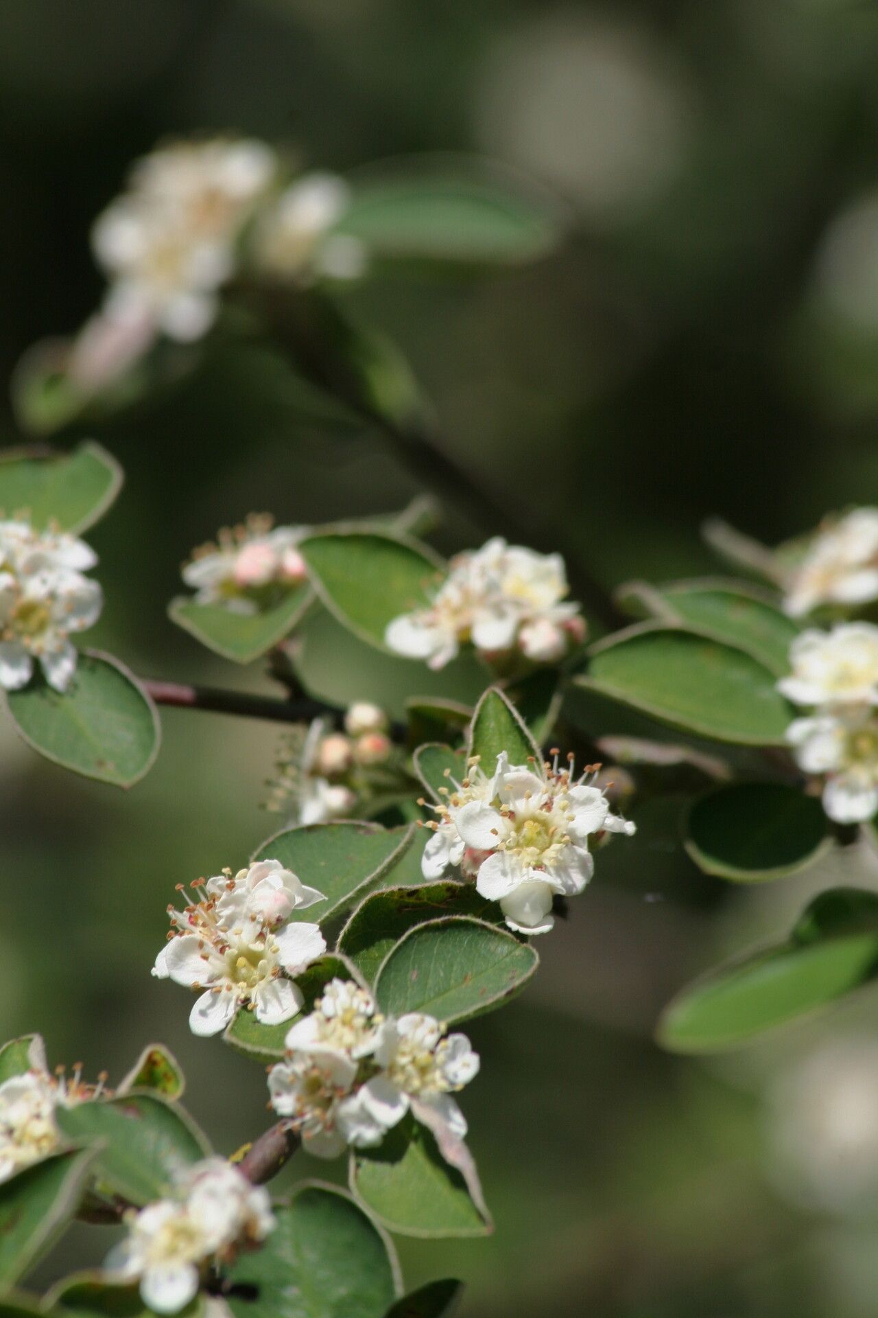 Cotoneaster ovatus — houseplant care guide