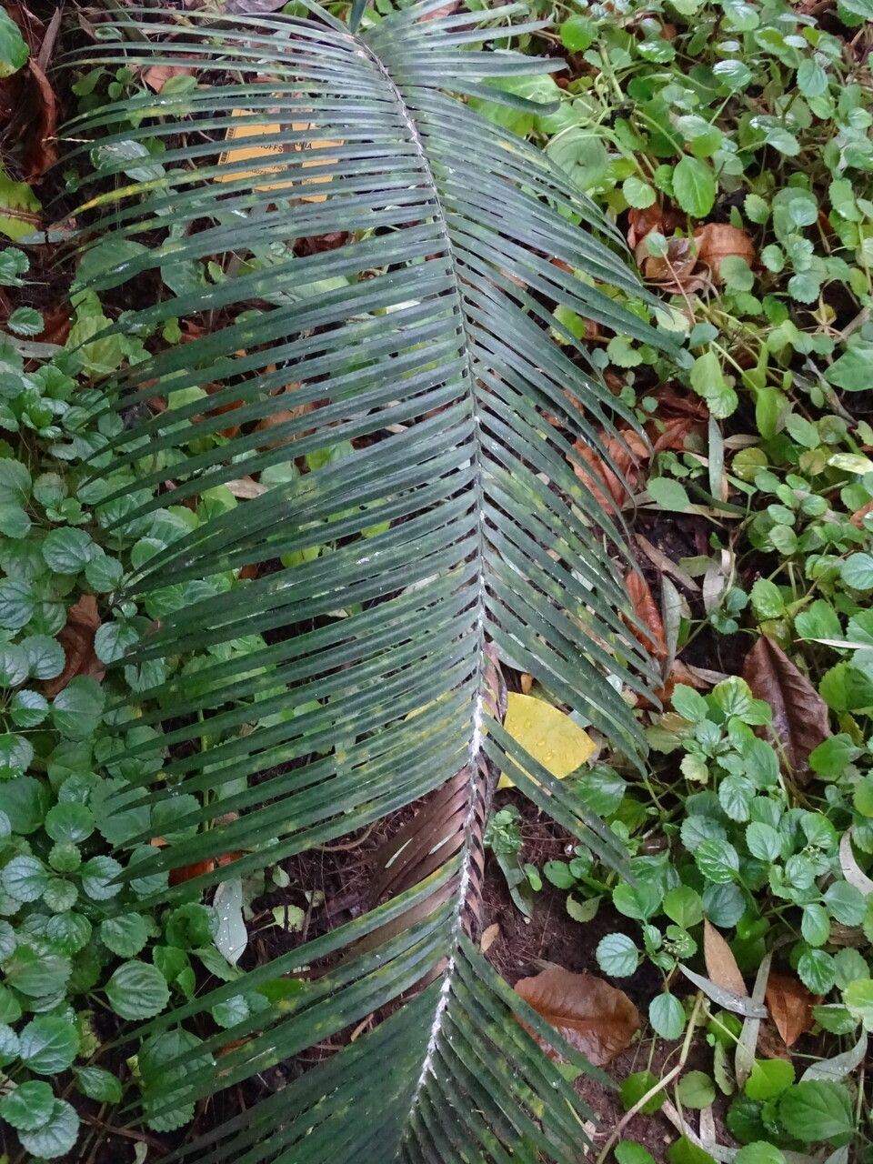 Lepidozamia peroffskyana leaf