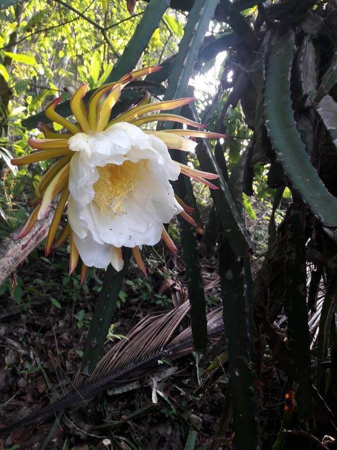 Selenicereus costaricensis flower