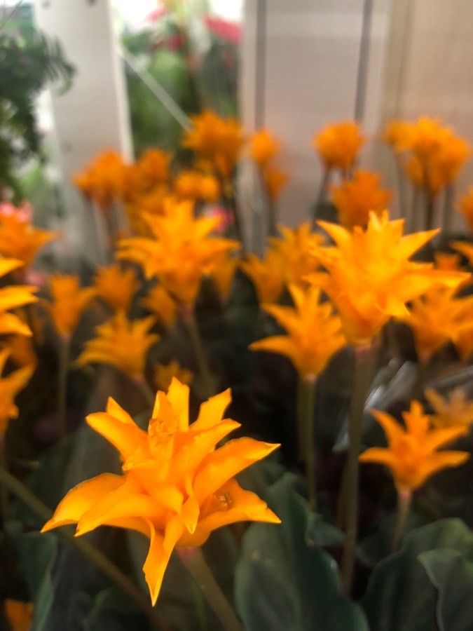 Calathea crocata flower