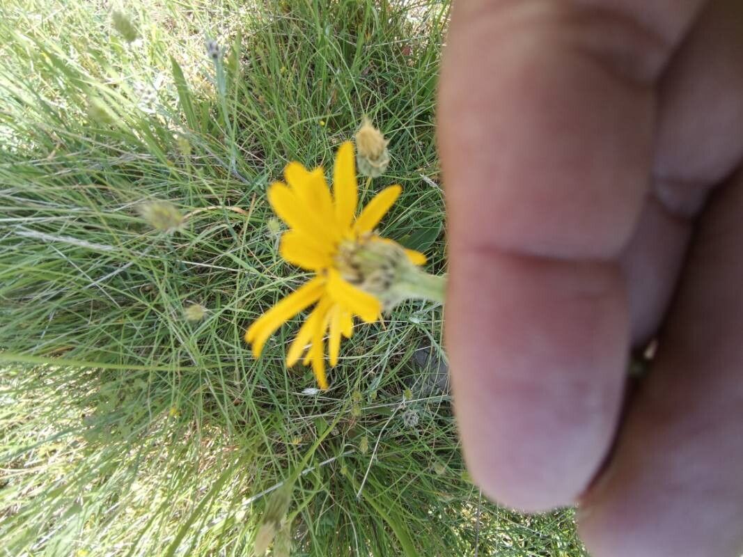 Senecio scopolii flower