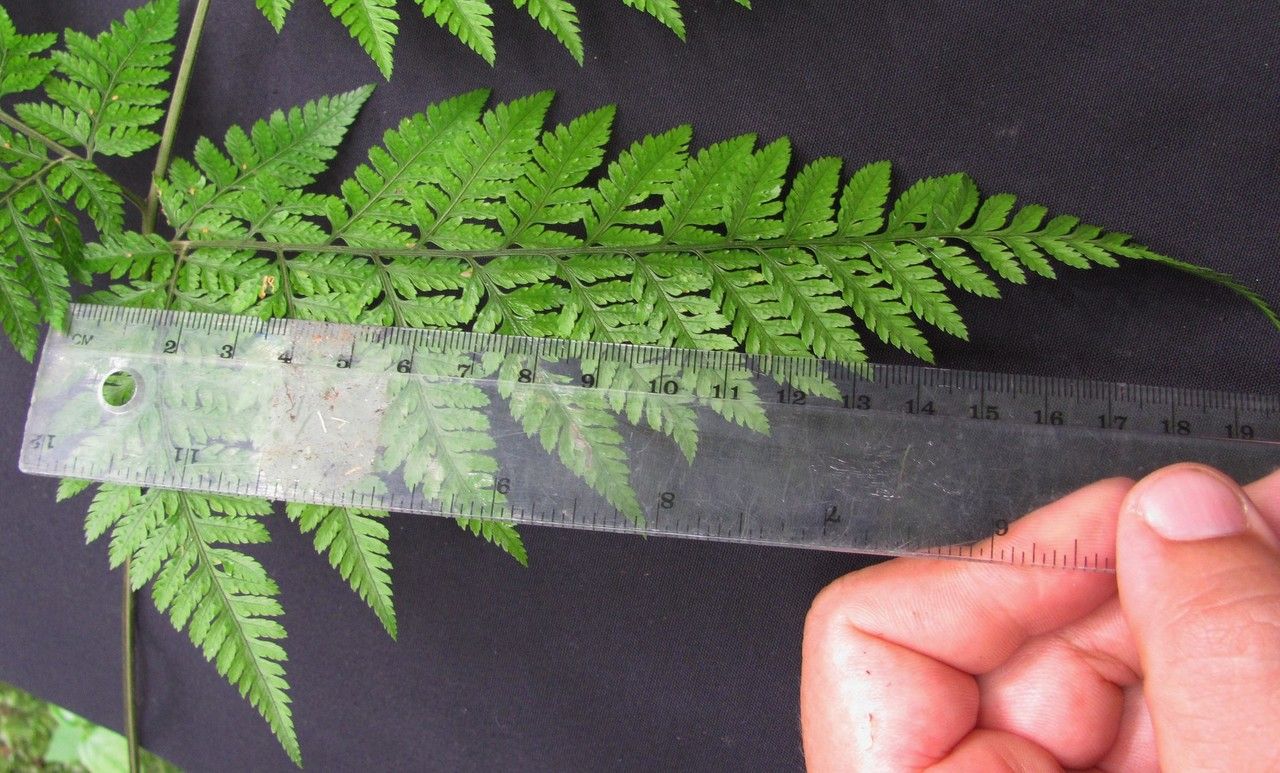 Parapolystichum excultum other