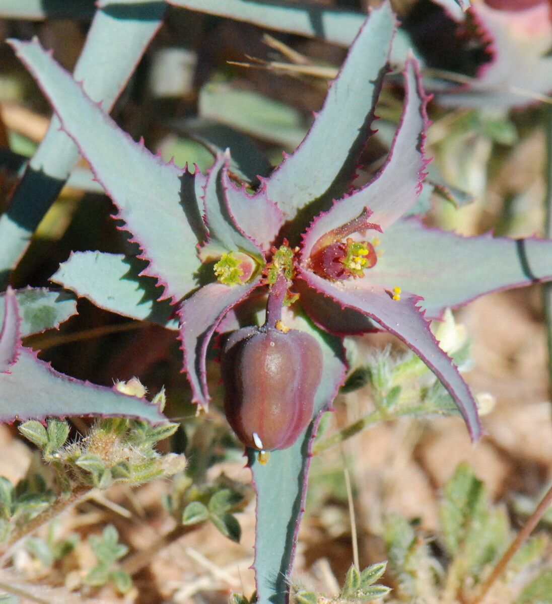 Euphorbia retusa fruit