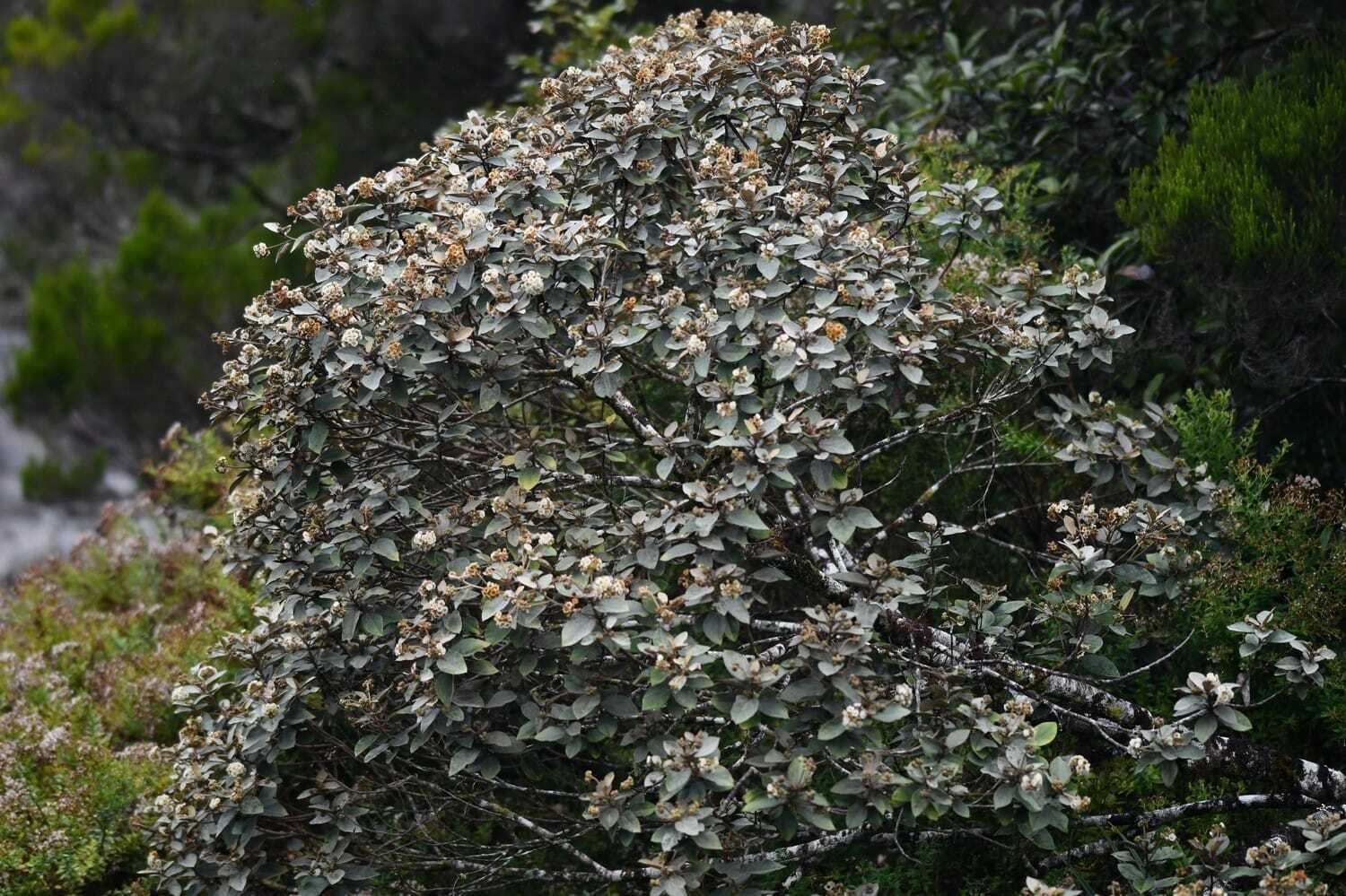 Dombeya formosa — houseplant care guide