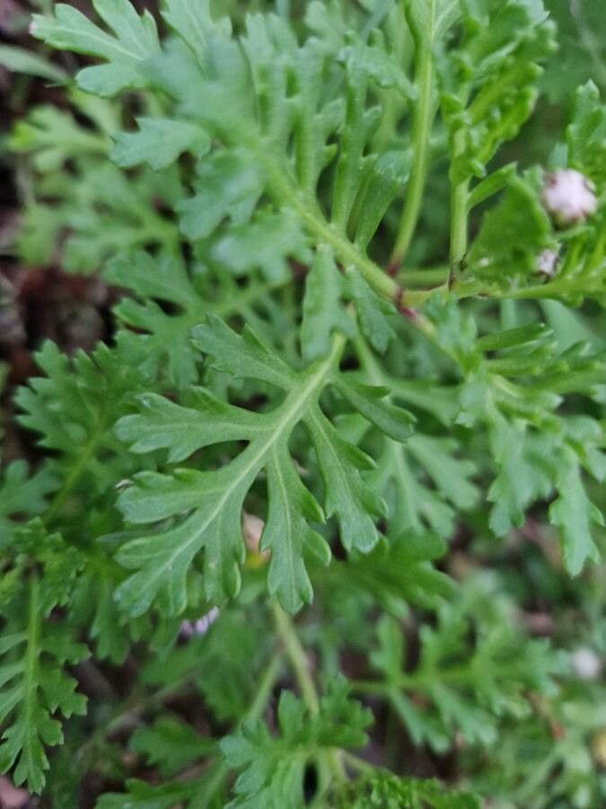 Argyranthemum hierrense leaf