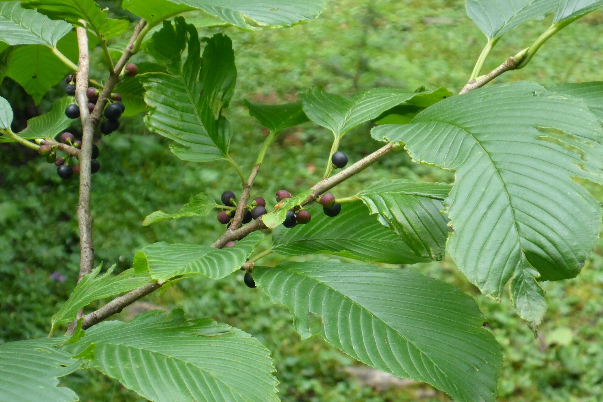 Rhamnus imeretina habit