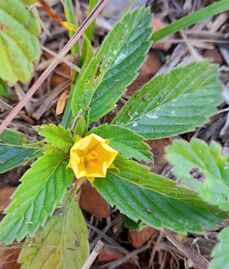 Turnera orientalis — houseplant care guide