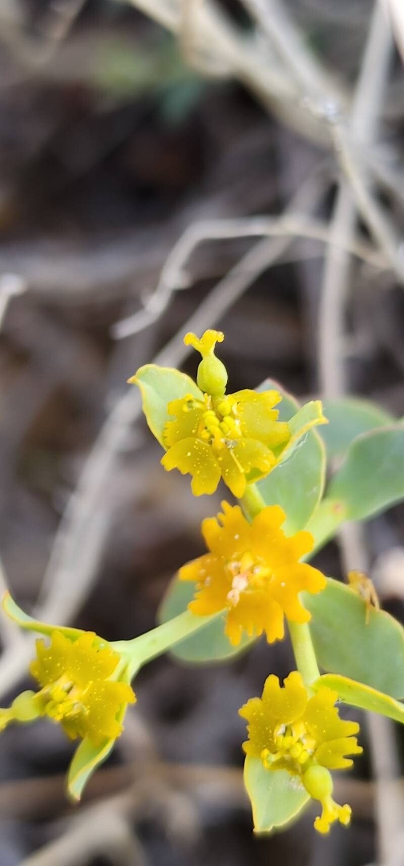Euphorbia heteradena fruit