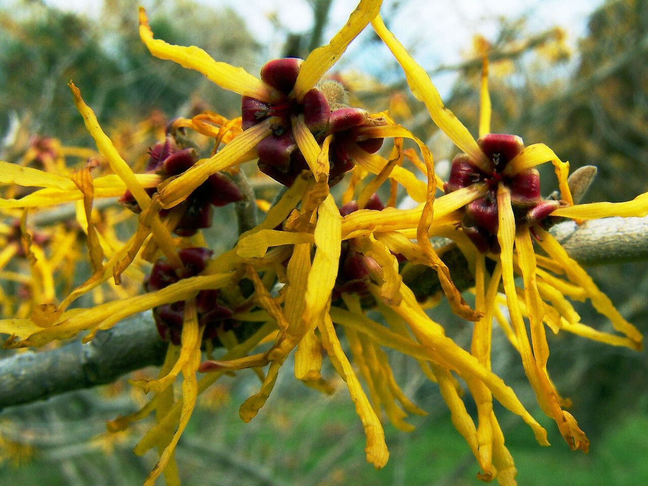 Hamamelis mollis flower