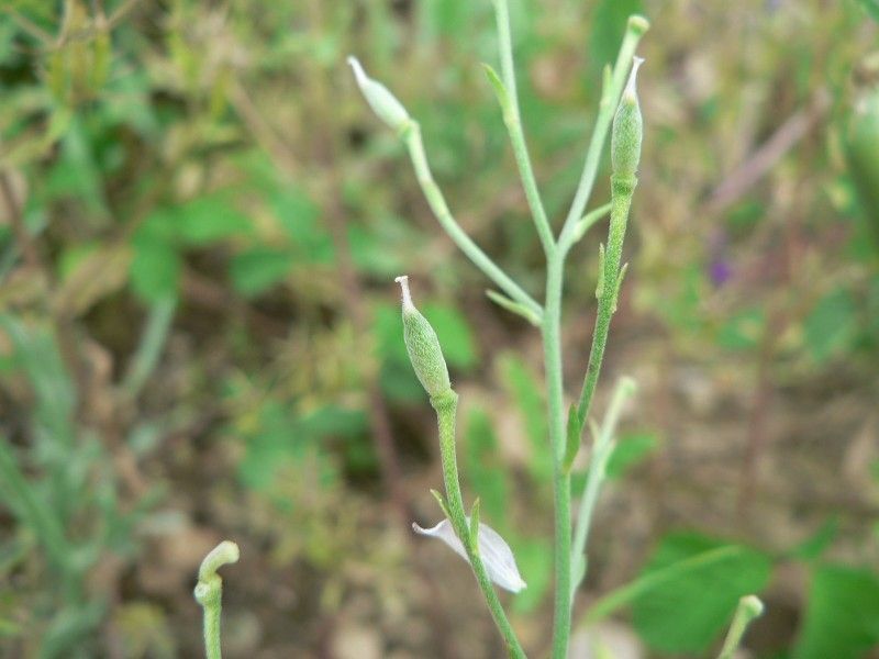 Delphinium pubescens fruit