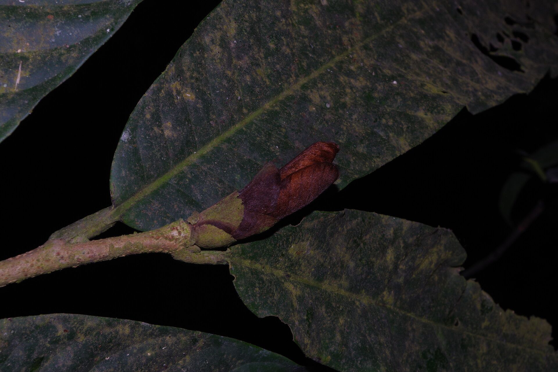 Uvariodendron fuscum — related species from the same genus