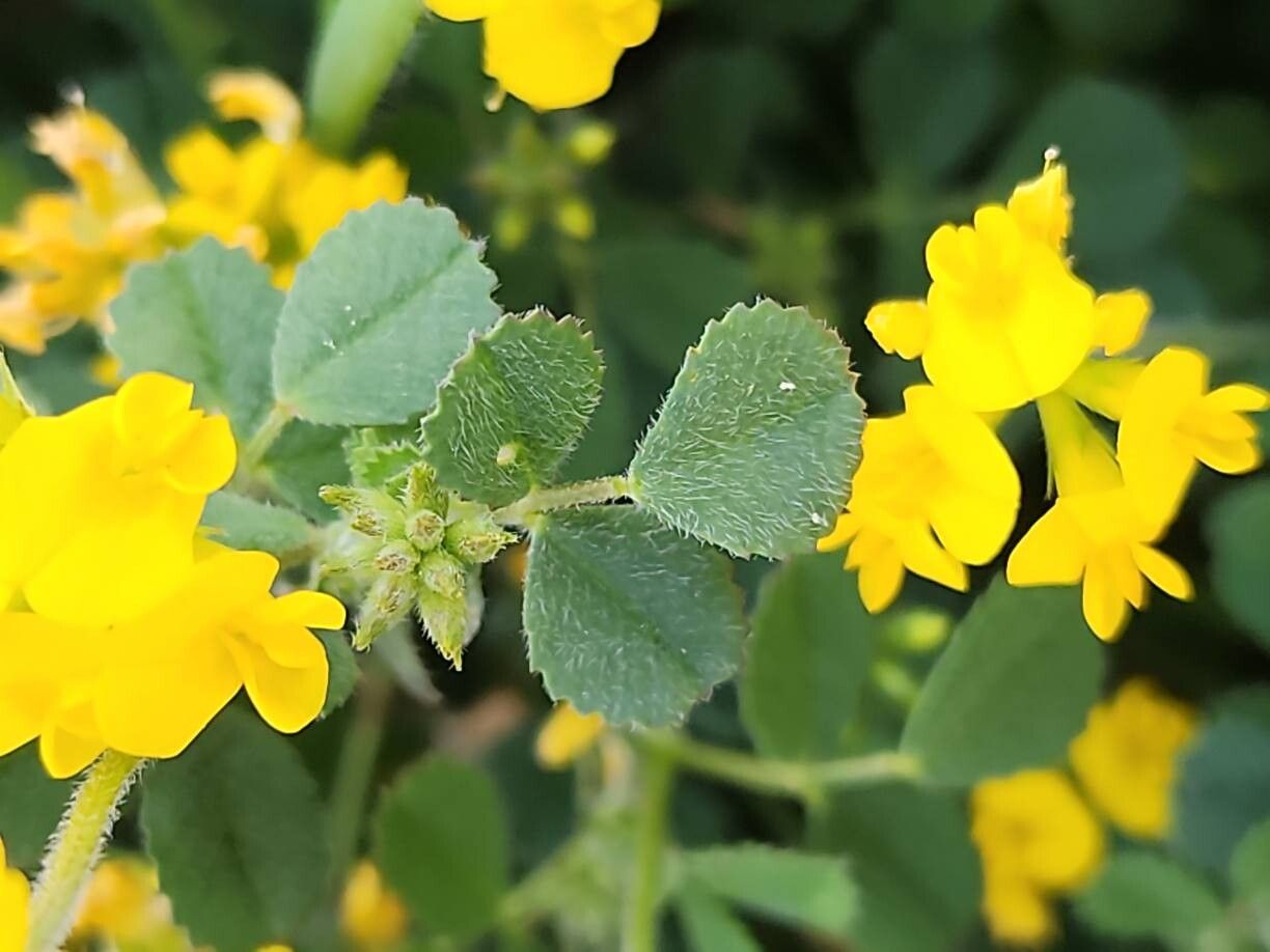 Trigonella caelesyriaca