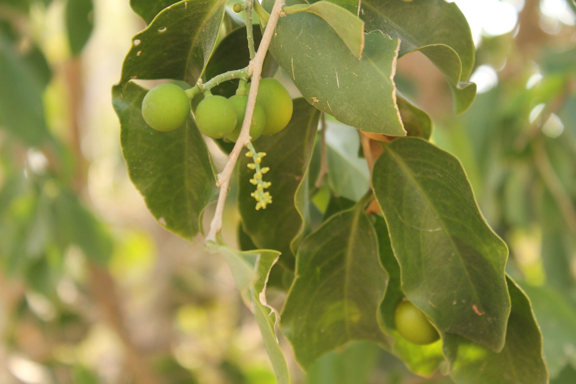 Agonandra brasiliensis fruit