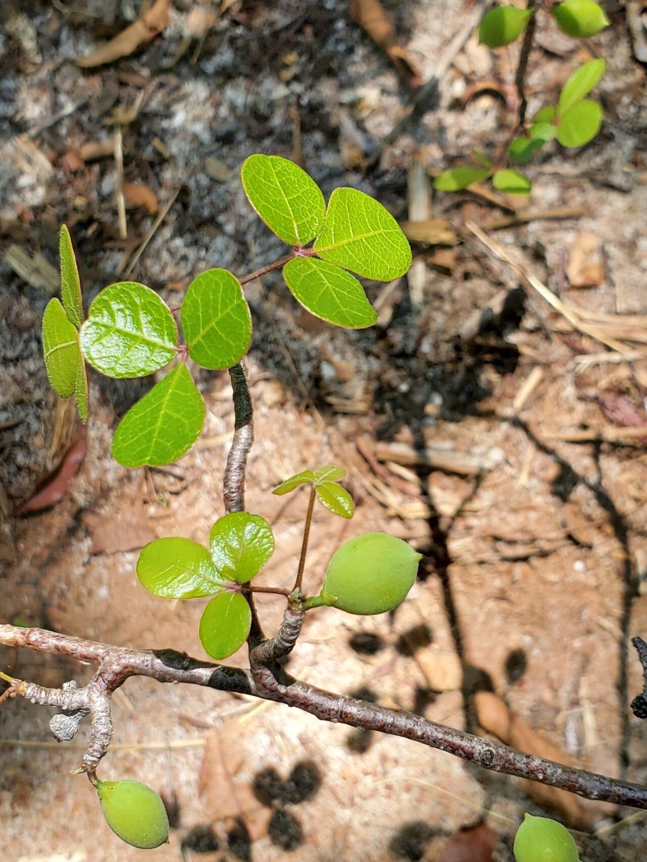 Commiphora orbicularis fruit