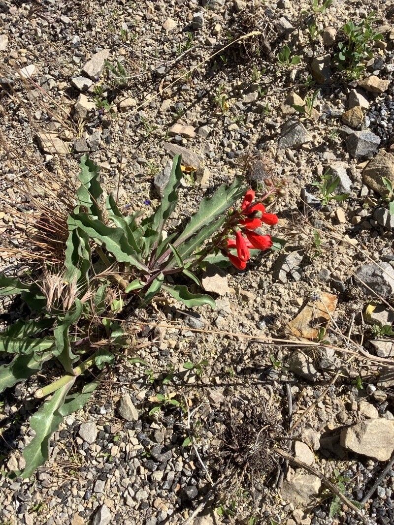 Penstemon eatonii flower