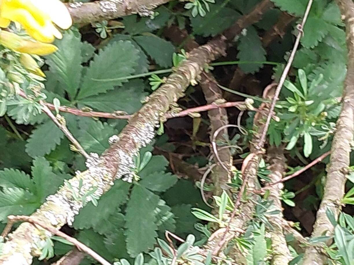 Caragana aurantiaca bark