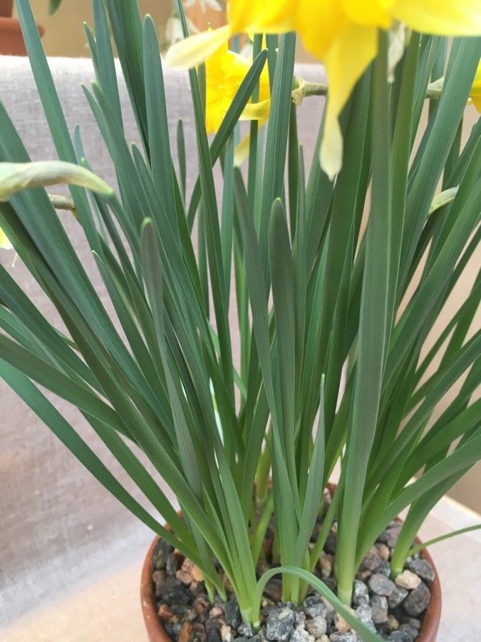 Narcissus confusus — search result for 'Narcissus'