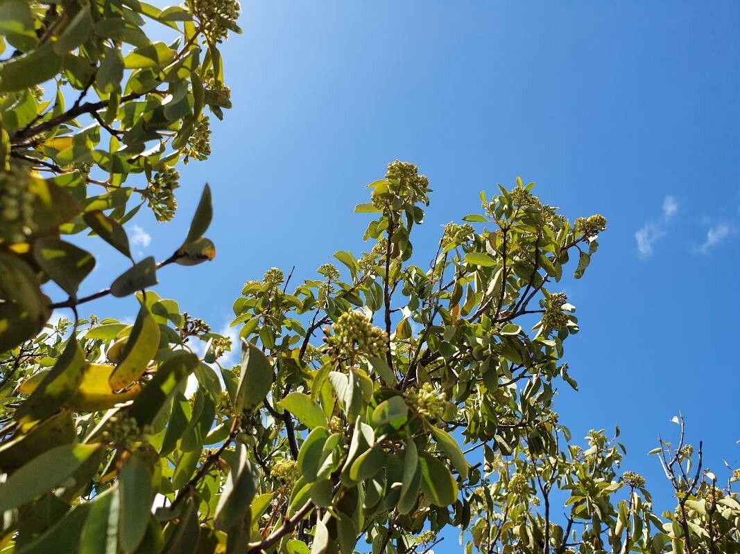 Santalum ellipticum flower