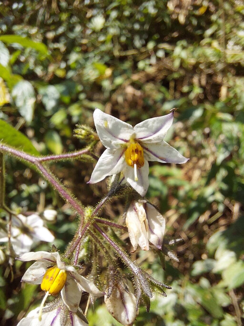 Solanum concinnum flower