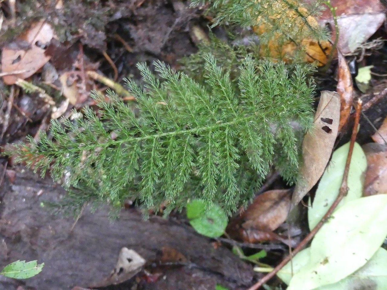 Trichomanes parviflorum — houseplant care guide