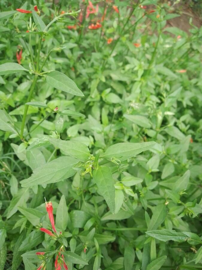 Justicia secunda — search result for 'Justicia'