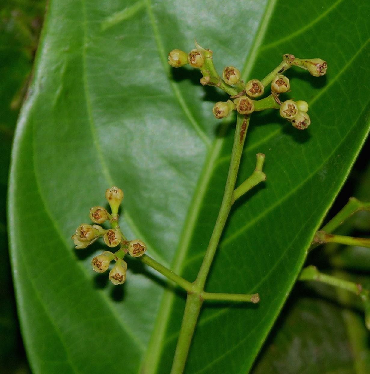 Ocotea pentagona other