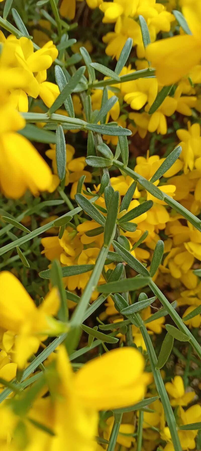 Genista lydia leaf