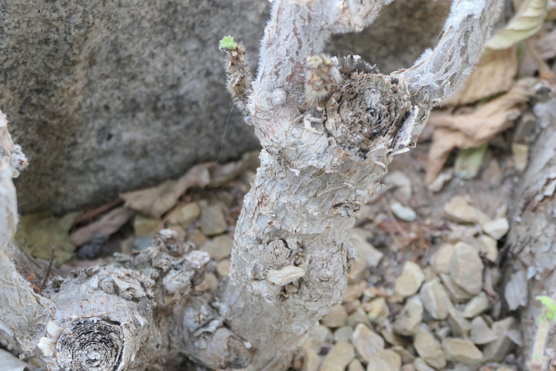 Obetia carruthersiana bark