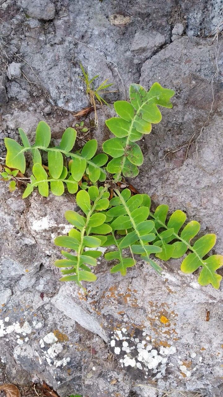 Sonchus ustulatus — search result for 'Sonchus'